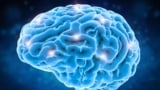 Bild des menschlichen Gehirns