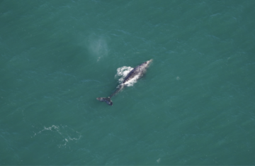 A New England Aquarium Aerial Survey Team kihalt foltjait az atlanti szürke bálnában