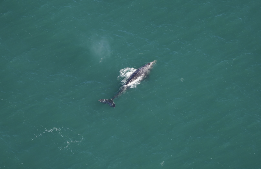 New England Aquarium Aerial Survey Team Spots Extinct in the Atlantic Gray Whale