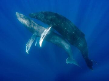 Oamenii de știință descoperă balene cu cocoașă masculi care fac sex gay | High Times
