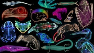Objavljeni spektakularni pregledi na tisoče vzorcev vretenčarjev – Physics World