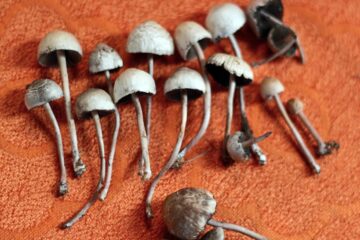Study Finds Natural Mushroom Extract Has Better Therapeutic Effects Than Synthesized Psilocybin