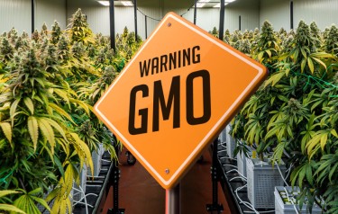 Powstanie konopi GMO – najnowsze zatwierdzenie przez USDA „Badger G” – z zawartością 0% THC/CBD