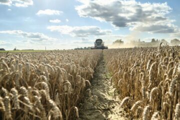 تاجر برتر غلات روسیه می گوید که صادرات توسط دیده بان کشاورزی مسدود شده است