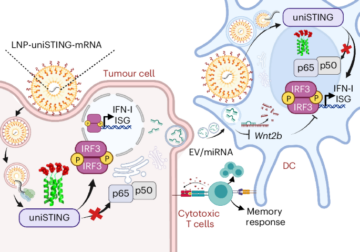 La mimica universale STING potenzia l'immunità antitumorale attraverso l'attivazione preferenziale delle vie di segnalazione del controllo del tumore - Nature Nanotechnology
