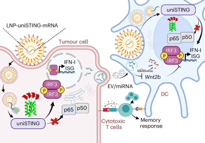 Universal STING mimic boosts antitumour immunity via preferential activation of tumour control signalling pathways - Nature Nanotechnology
