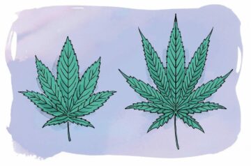 Leleplező Cannabis: Beyond Sativa és Indica mítoszok