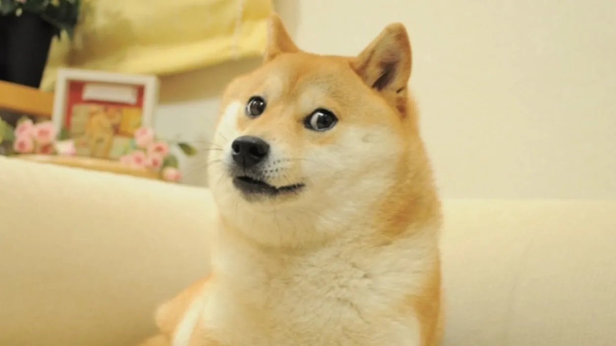 Kabosu, the meme mascot of Dogecoin