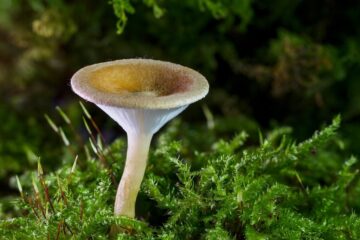 Perché dovresti considerare l’acquisto di funghi magici dal Canada?