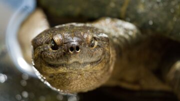 10 Steps to Root Out the Terrapin Vulnerability