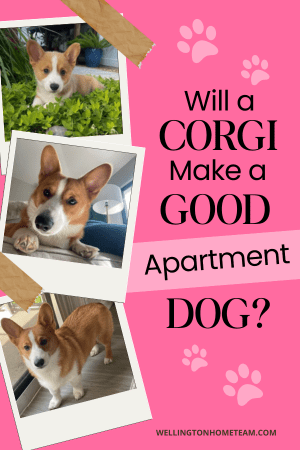 Will a Corgi Make a Good Apartment Dog?