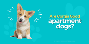 Er Corgis gode leilighetshunder?