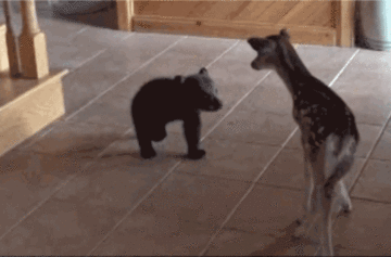 Babybeer probeert zich te verstoppen nadat hij een hertje heeft ontmoet