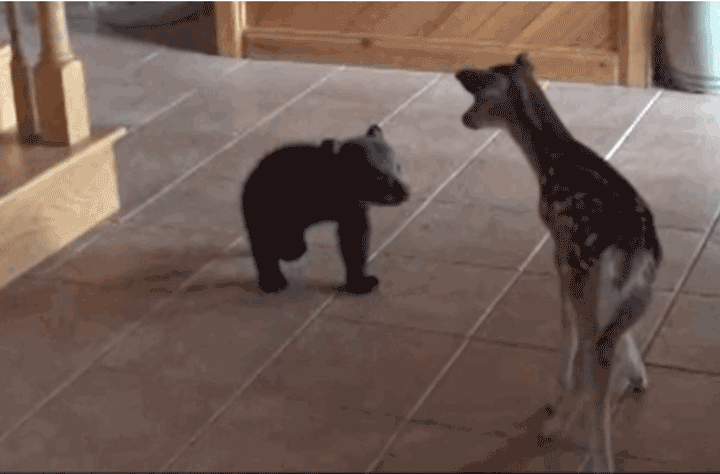 Baby Bear Tries To Hide After Meeting A Fawn