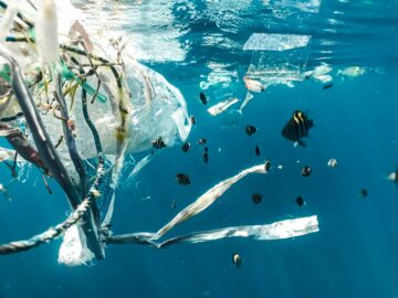 Bioplastice biodegradabile: Decarbonizarea unei „economii de aruncat” construită pe materiale plastice ieftine și durabile | Grupul Cleantech