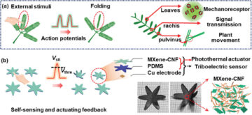 Bioinspired MXene-cellulose nanofiber actuator design mimics plant movement