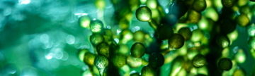 BioUrban: Kako so mikroalge postale podnebno tehnološka rešitev narave?