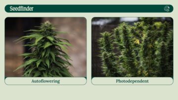 Can the Royal Queen Seeds online Seedfinder find your ideal strain? We find out.