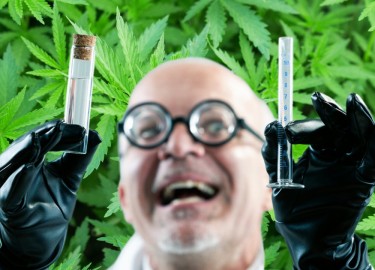cannabis research fraud