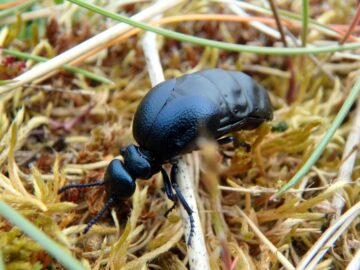 Una organización benéfica conservacionista lanza la caza del escarabajo petrolero escocés para 2024 | Envirotec