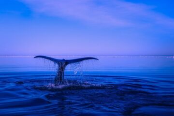 Kryptowährungswale haben über 1.2 Milliarden US-Dollar, auf die sie nicht zugreifen können