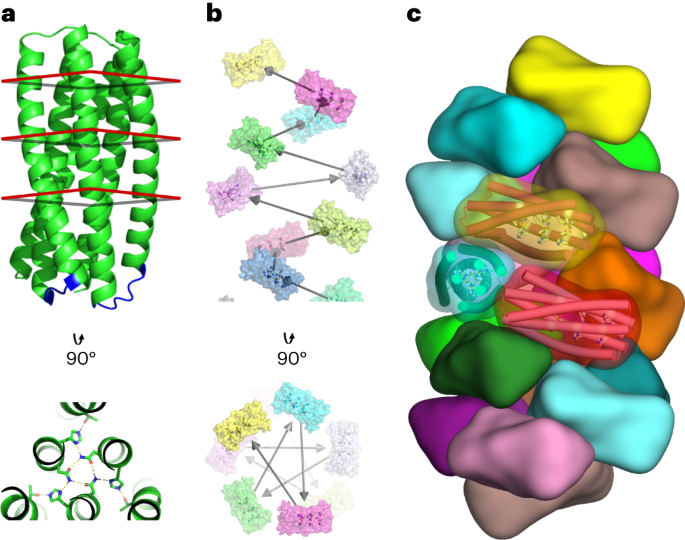 Projekt de novo samoorganizujących się spiralnych włókien białkowych reagujących na pH - Nature Nanotechnology