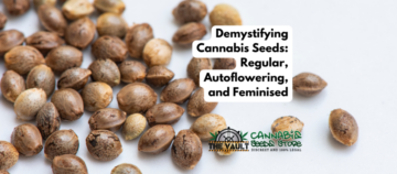 Демістифікація насіння канабісу: звичайне, автоквітуче та фемінізоване