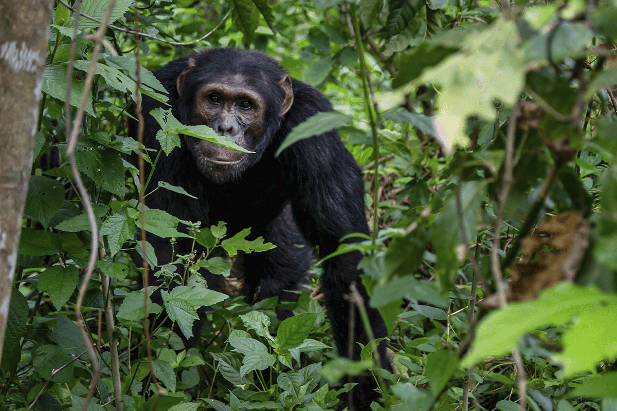 Era of revolution  groundbreaking carbon market development_Bulindi chimpanzee in its natural habitat_visual 5