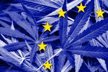 Creșterea canabisului medicinal în Europa: reglementări și perspective