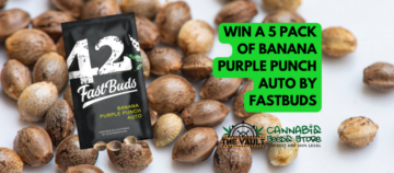 Promo de graines de cannabis Auto Fastbuds Banana Purple Punch