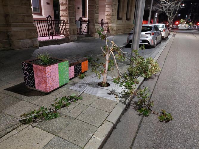 An instance of suspected tree vandalism on Murray Street, Perth