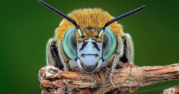 A rovarok és más állatok tudatában vannak, a szakértők kijelentik | Quanta Magazin