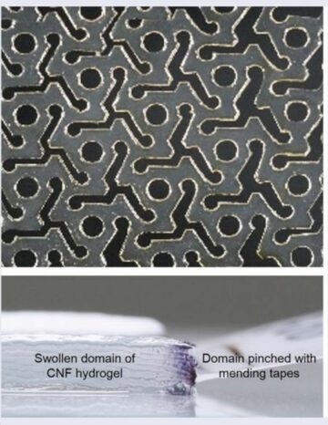 Гидрогели киригами возникают из целлюлозной пленки