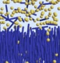 Sketch of a two-phase equilibrium in which yellow spherical particles float above a forest of purple-blue rod-like particles