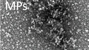 Nanoteknologi nå - Pressemelding: Nytt mikromateriale frigjør nanopartikler som selektivt ødelegger kreftceller