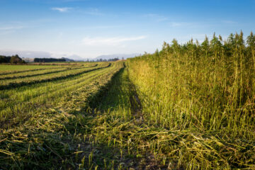 Ohio Company tekent deal om hennep te verbouwen voor bioplastic | Hoge tijden