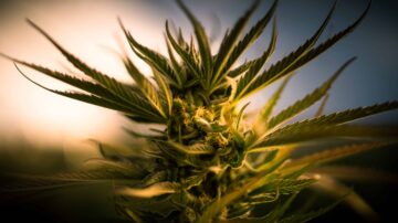 Ohio frigiver foreslåede regler for cannabisbrug for voksne