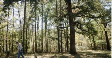 Ochrona lasów poprzez lepszą gospodarkę leśną | GreenBiz