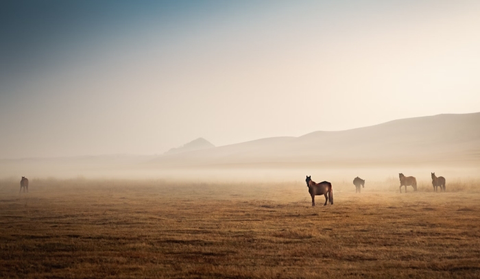 רוכב על הגל הדיגיטלי: פתרונות פינטק בניהול מירוצי סוסים