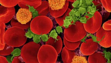 מדענים מוצאים דרך מפתיעה להפוך סוגי דם A ו-B לדם אוניברסלי