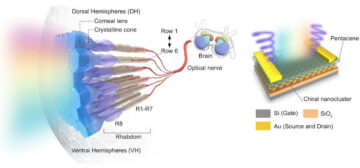 Katkaravun inspiroimat nanoklusterit mahdollistavat monitoimiset keinotekoiset näköjärjestelmät – Physics World