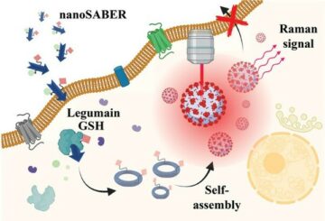 Nanosonda inteligentă luminează celulele canceroase de prostată