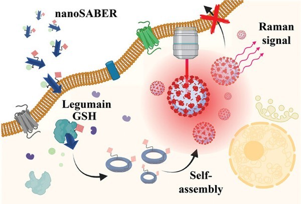 How nanoSABER works: The nanoSABER probe enters the cell (upper left) from the circulation. The legumain (found in prostate cancer cells) cleaves the probe into pieces that self-assemble into the spherical nanoprobe, which emits a signal detected by Raman spectroscopy.
