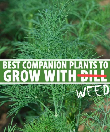 BEST COMPANION PLANTS FOR WEED