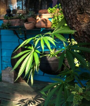 So You Want to Grow Weed in Your Backyard or Garden, Do Ya? - DIY Step-By-Step Guide to Growing Marijuana Plants in Your Yard