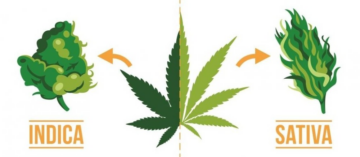 Thai Stick Weed: Utforska exotiska cannabisläckerheter!