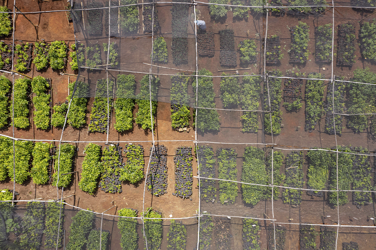 The public companies transforming sustainability_Aerial view of a tree nursery in Kenya_visual 6