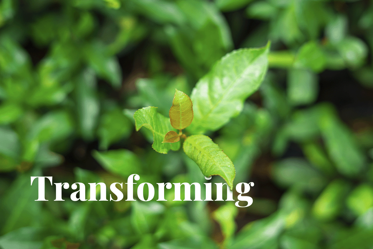 The public companies transforming sustainability_Close-up of a tree seedling_visual 1