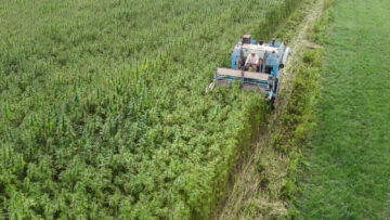 Regatul Unit ușurează restricțiile privind agricultura de cânepă