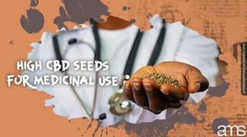 Unleashing the Therapeutic Potential of High CBD Seeds | AMS